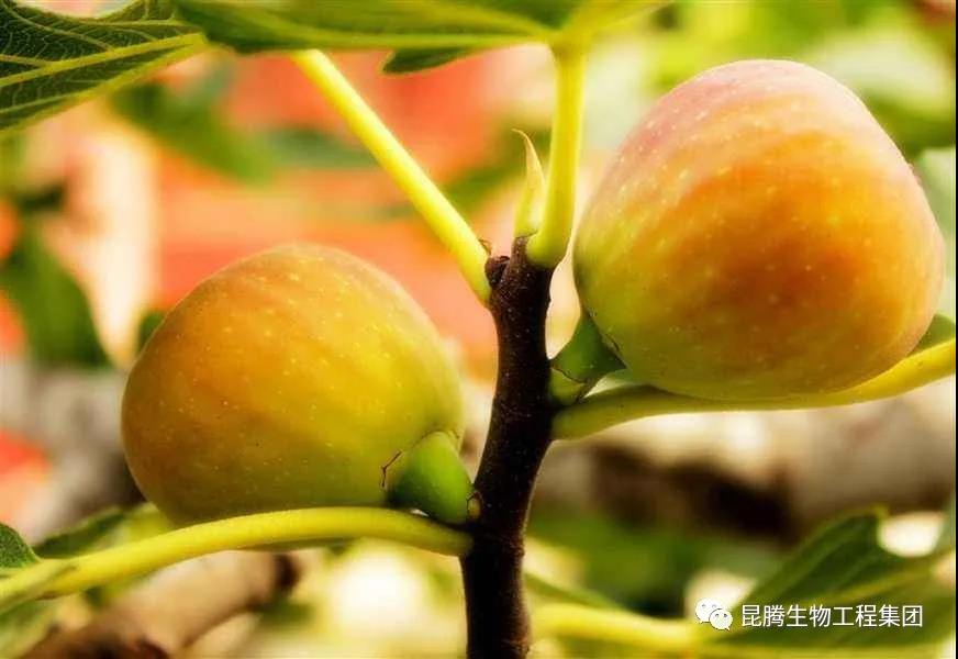 复合微生物有机菌肥厂家直销