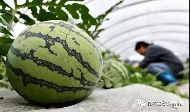 复合微生物菌剂厂家直销