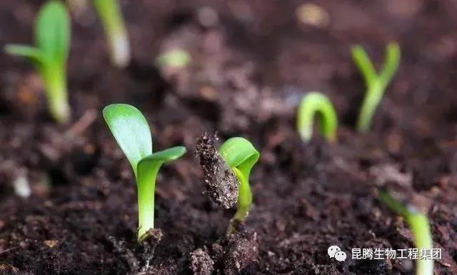 复合微生物菌肥厂家直销