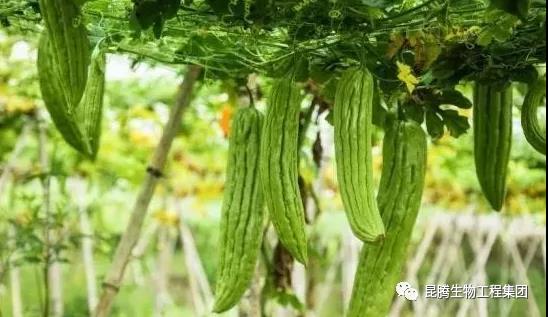 复合微生物菌肥厂家直销