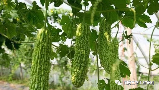 复合微生物菌肥厂家直销