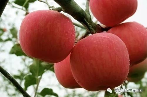 复合微生物菌肥厂家直销