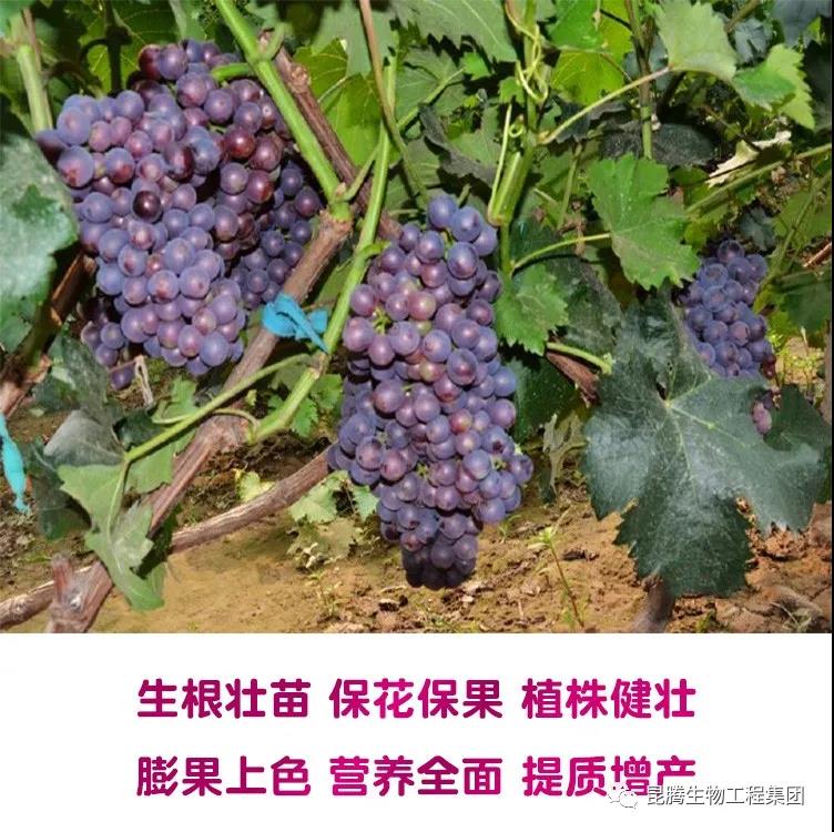 复合微生物菌剂厂家直销